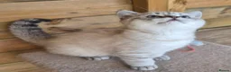 British Shorthair cats for sale: British shorthaired  - Advert 5