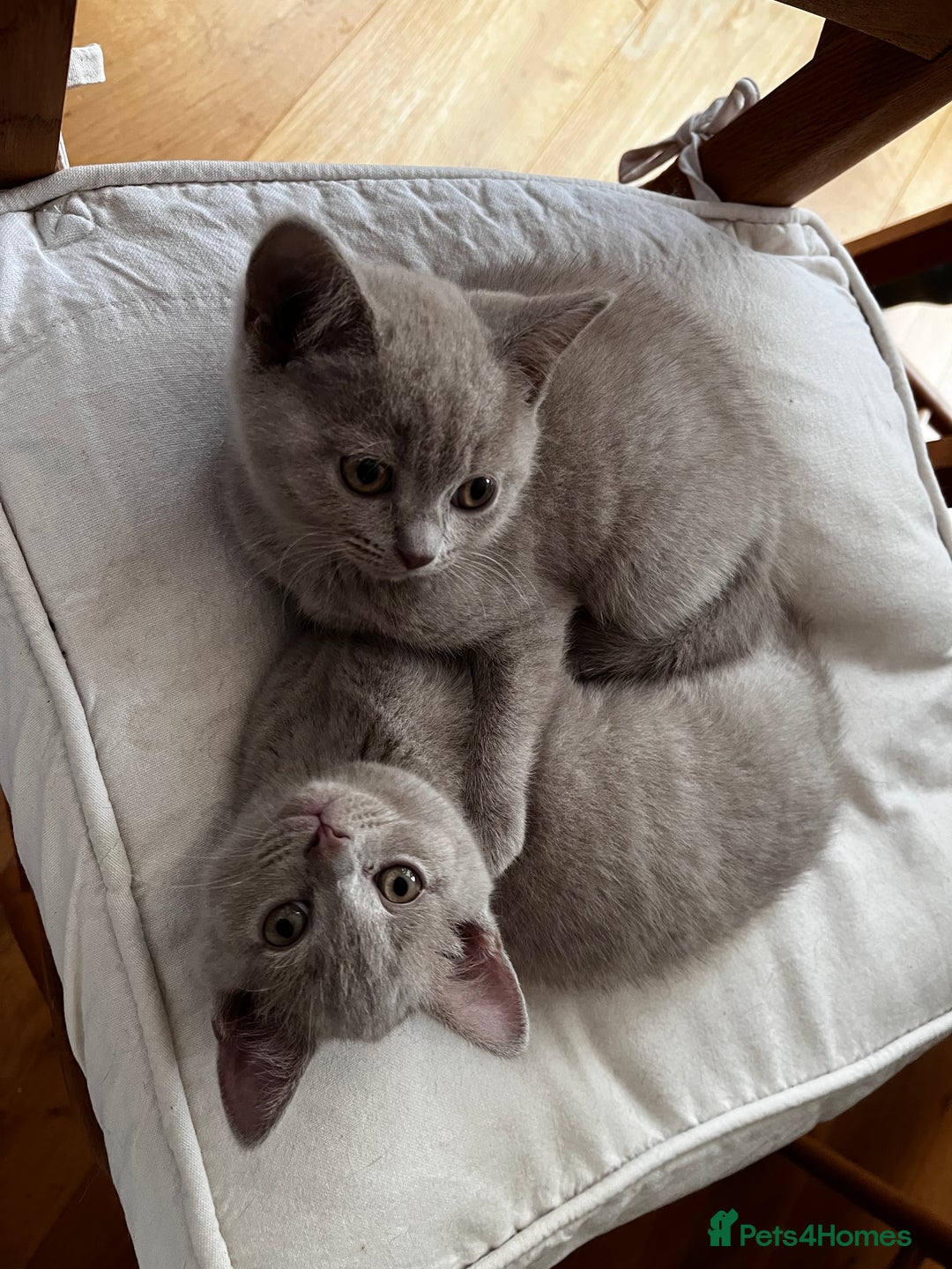British Shorthair cats for sale: One beautiful lilac boy looking for a new home - Image 14