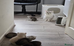 Persian cats for sale: Beautiful persian chinchilla kittens 😸 ♥️  - Image 15