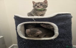 Mixed Breed cats for sale: Adorable kittens - Image 7