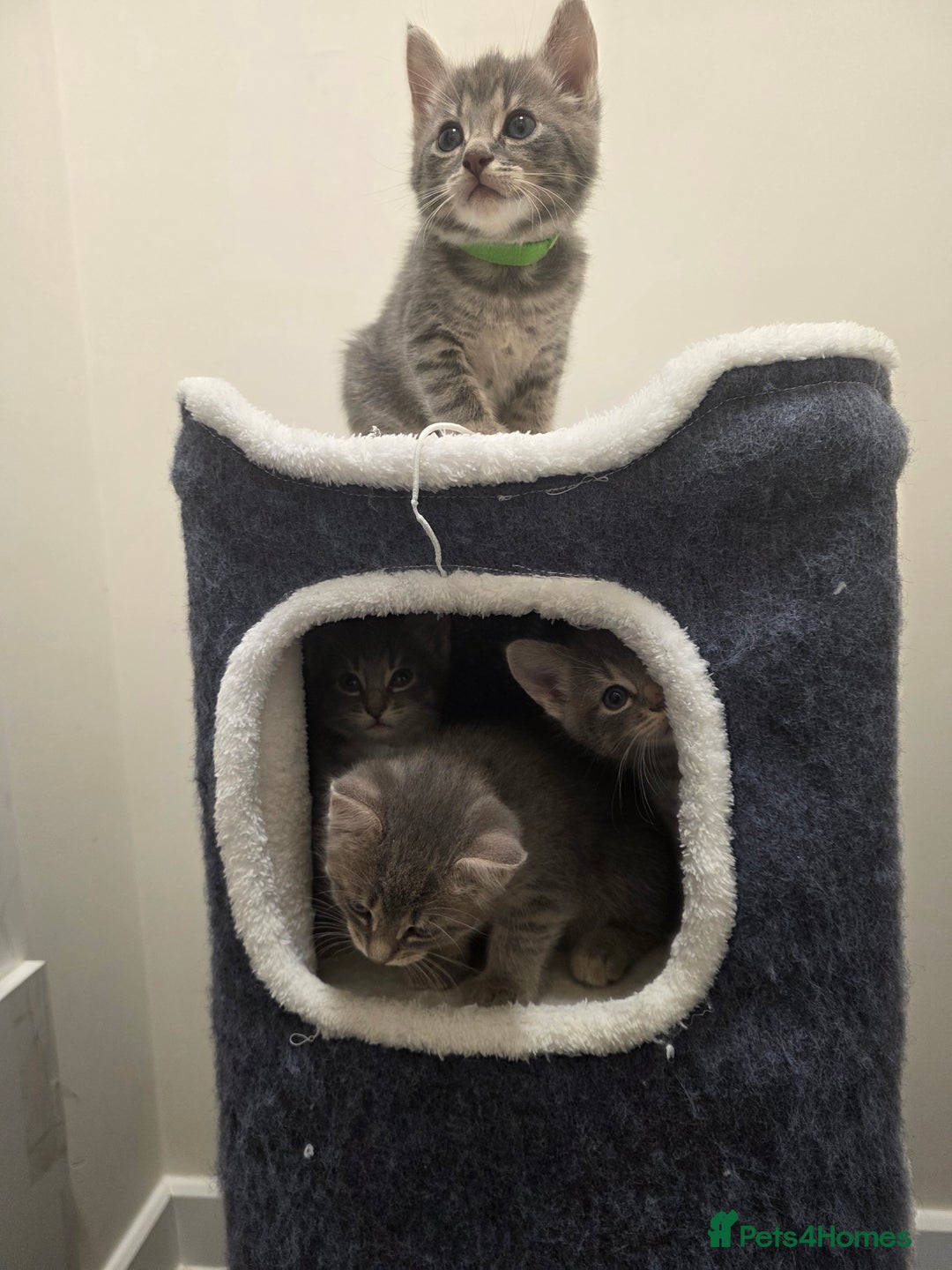 Mixed Breed cats for sale: Adorable kittens - Image 7