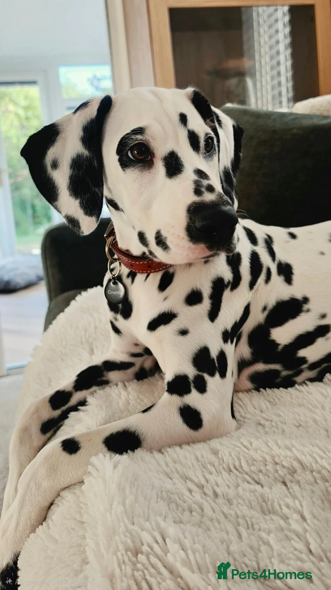 Dalmatian dogs for sale: Dalmatian  in Newton Aycliffe - Advert 11