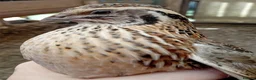 Quail poultry for sale: 6x Beautiful Coturnix Quail Ladies for Sale - Advert 6
