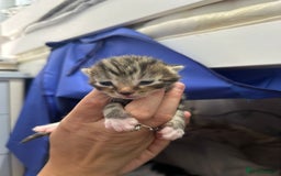 British Shorthair cats for sale: 3 female and 2 male kittens for sale - Image 6