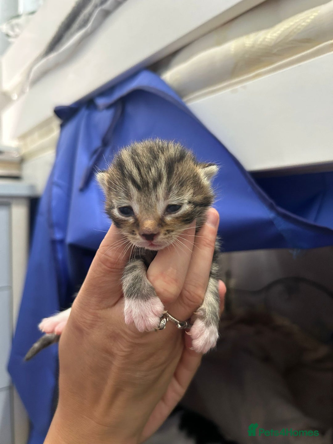 British Shorthair cats for sale: 3 female and 2 male kittens for sale - Image 6