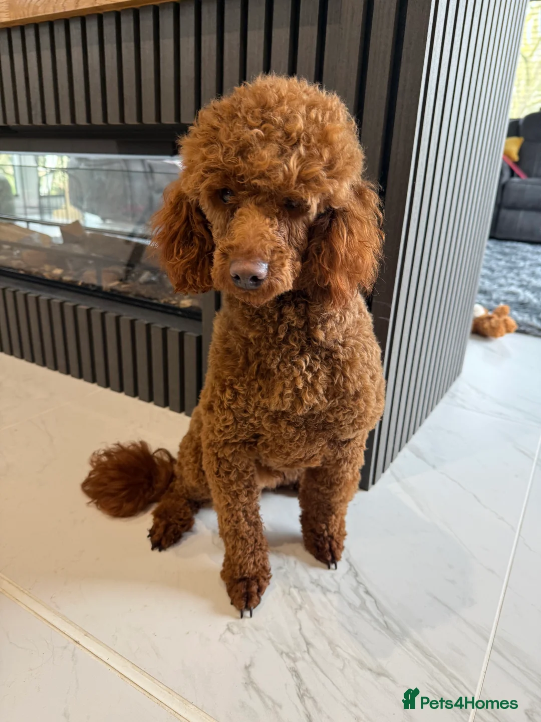 Toy Poodle dogs for stud: Gorgeous Red Poodle  - Advert 6