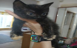 Mixed Breed cats for sale: 3 beautiful kittens - Image 1