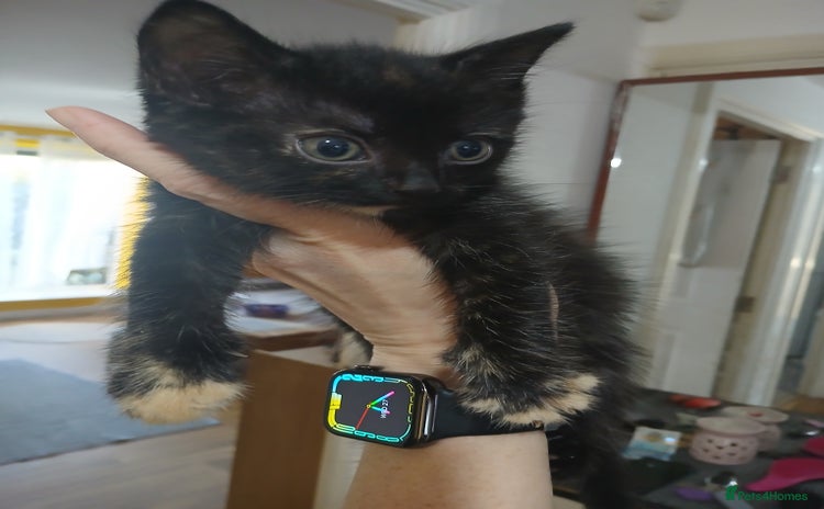 Mixed Breed cats - Advert 1