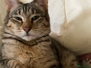 Savannah cats PDGREE BROWN SPOT LOVIN SAVANNAH GIRL F5SBT - Advert 8