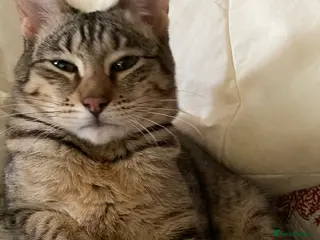 Savannah cats PDGREE BROWN SPOT LOVIN SAVANNAH GIRL F5SBT - Advert 5