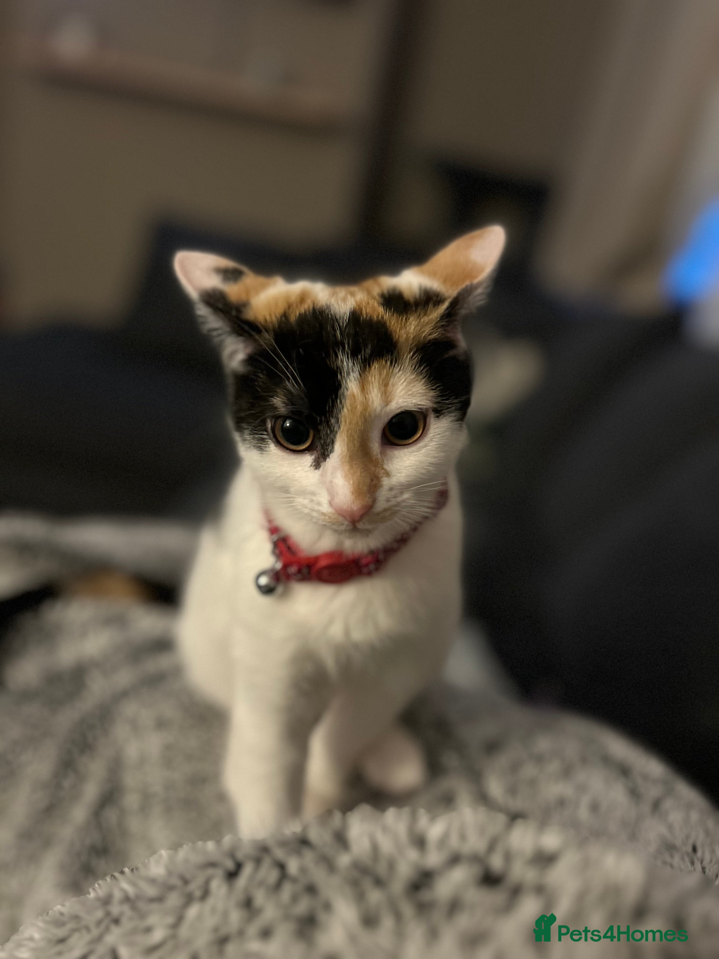 Mixed Breed cats 6 kittens looking for homes - Advert 1