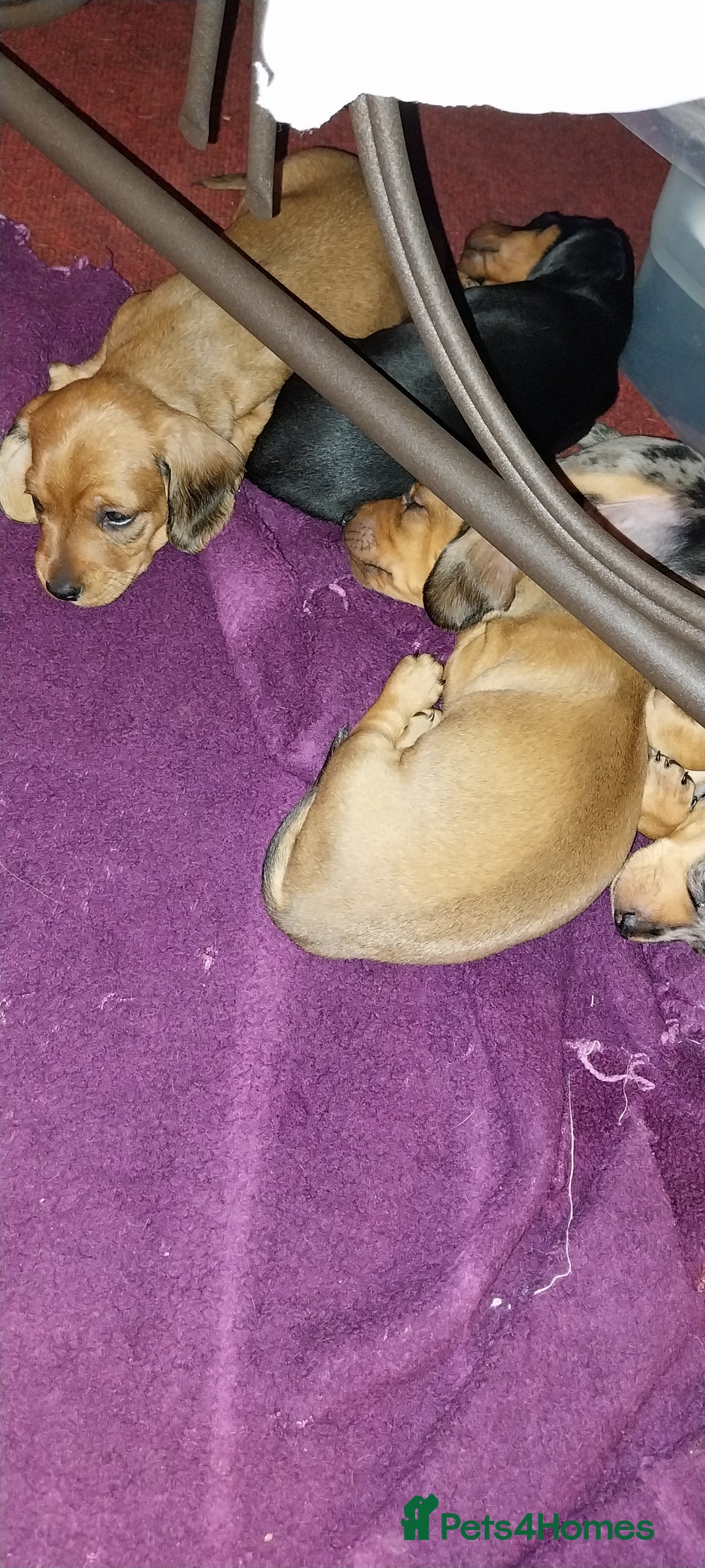 Dachshund dogs for sale: Dachshunds male  - Image 6