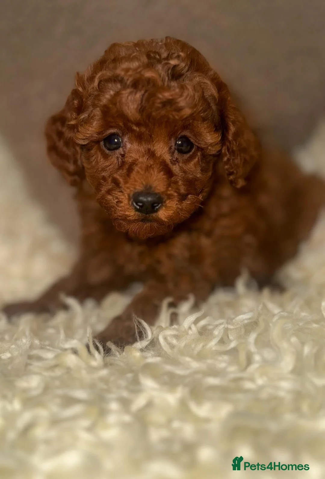 Toy Poodle dogs for sale: ❤️❤️Deep Red Petite KC Toy Poodles❤️❤️ - Advert 5