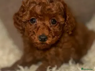 Toy Poodle dogs ❤️❤️Deep Red Petite KC Toy Poodles❤️❤️ - Advert 3