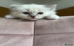 Ragdoll cats for sale: Gorgeous Balls Of Fluff 🥰😻🤗 - Image 27