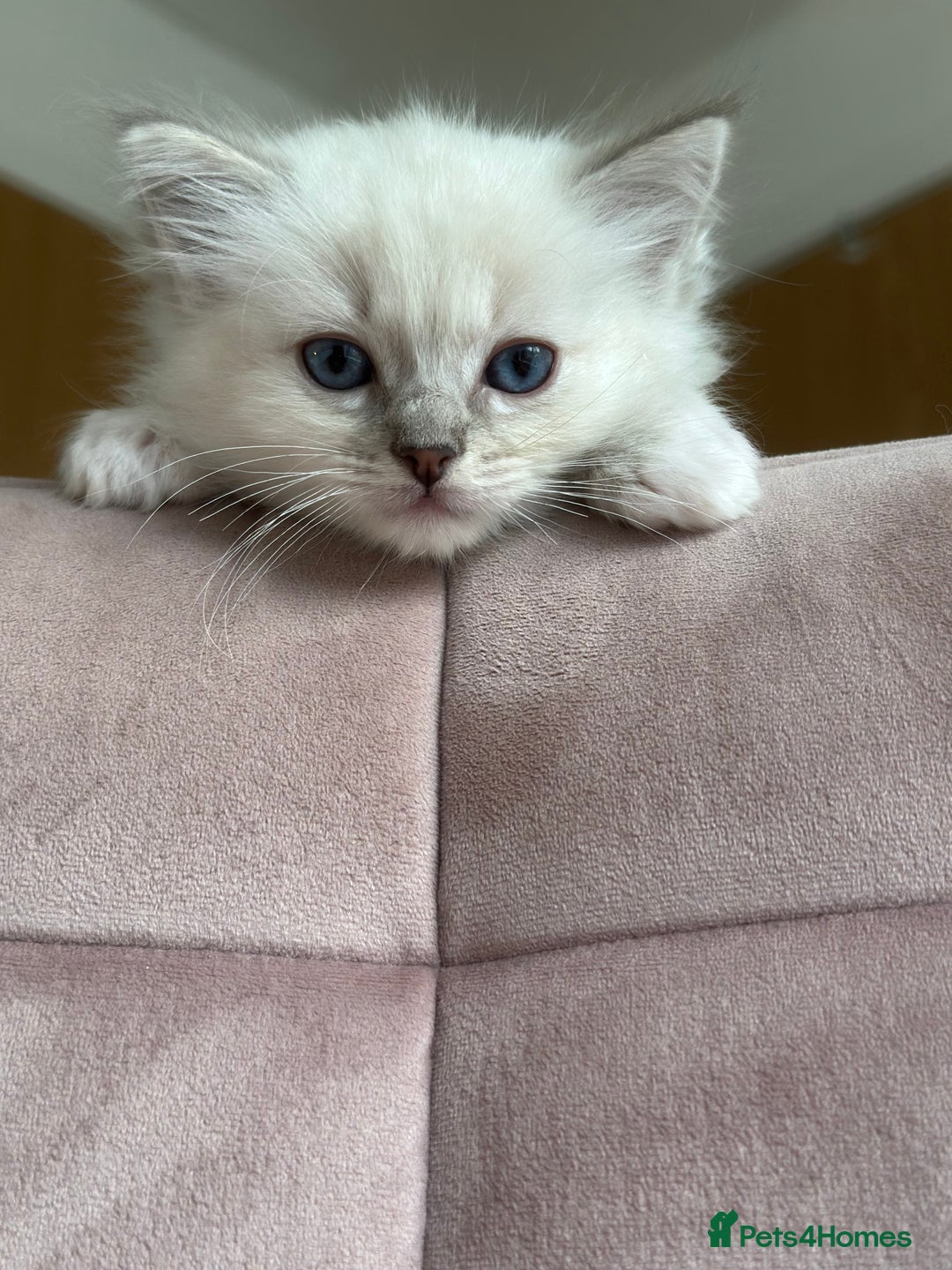 Ragdoll cats for sale: Gorgeous Balls Of Fluff 🥰😻🤗 - Image 27