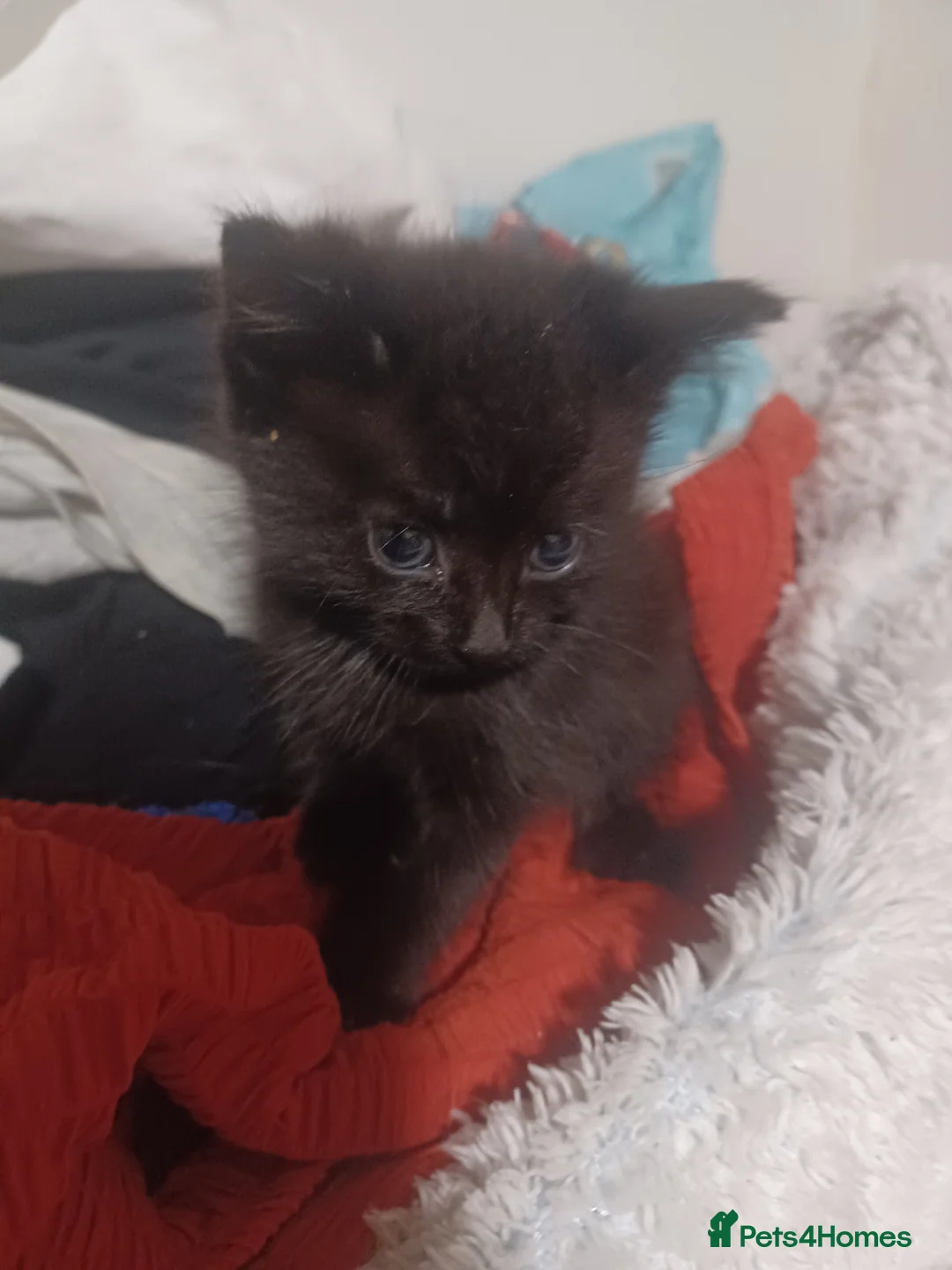 Mixed Breed cats for sale: Kittens for sale £20 - Advert 4