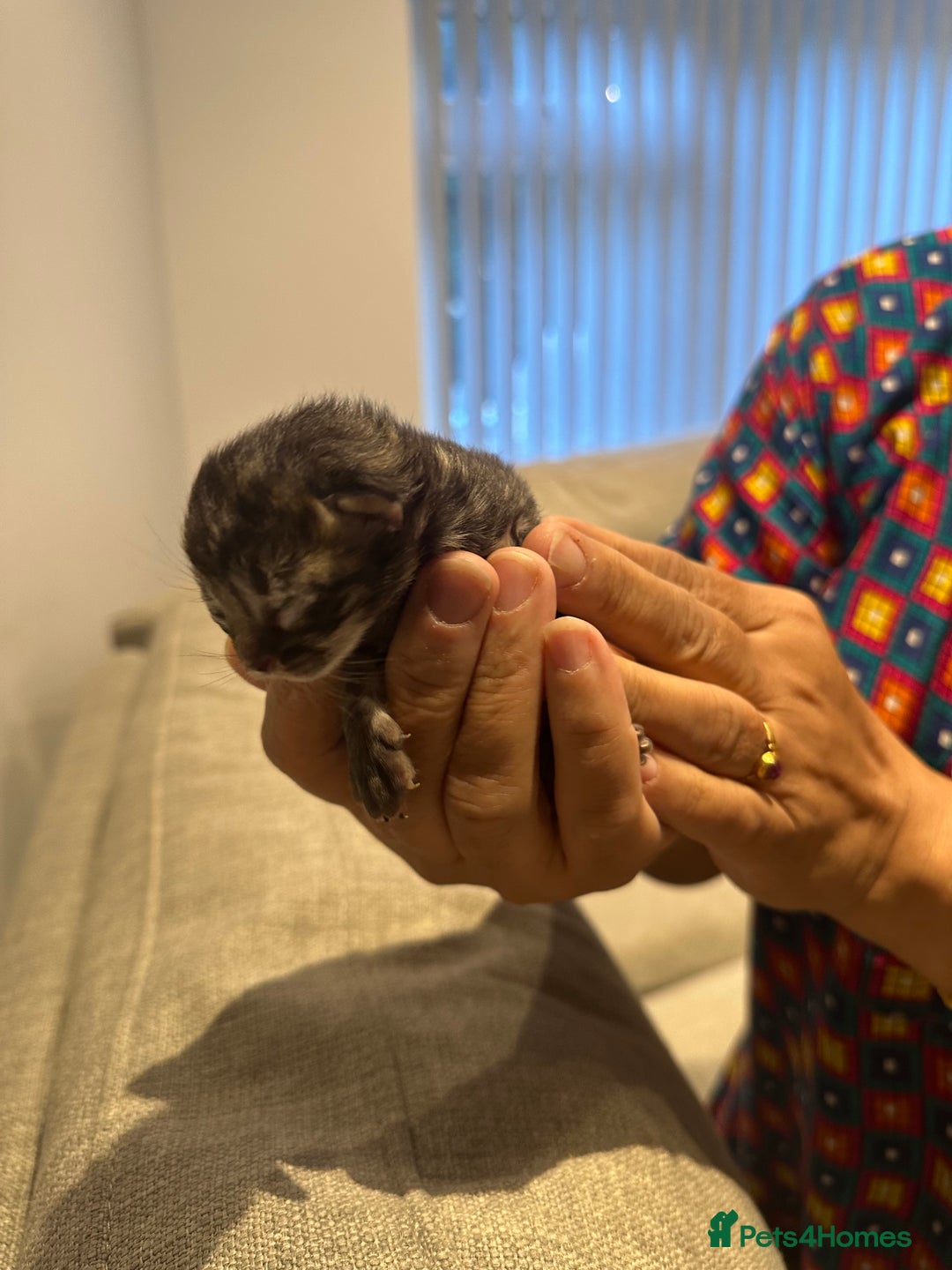 British Shorthair cats for sale: BRITISH SHORT HAIR KITTENS FOR SALE - Image 6
