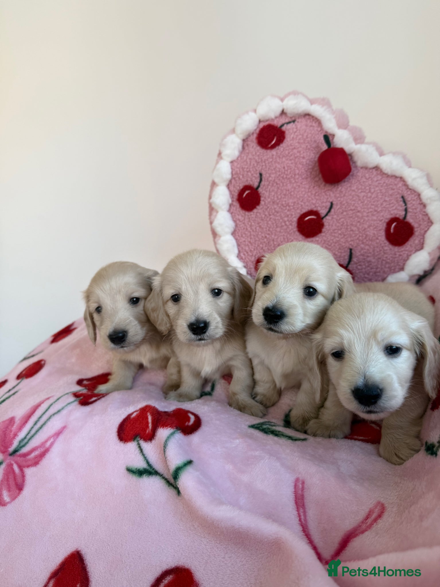 Miniature Dachshund dogs Longhaired KC reg pure English cream puppies - Advert 2