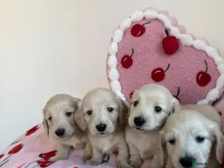 Miniature Dachshund dogs Longhaired KC reg pure English cream puppies - Advert 2