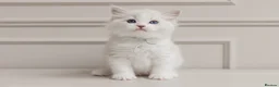 Ragdoll cats for sale: Best Ragdoll kittens - Advert 6