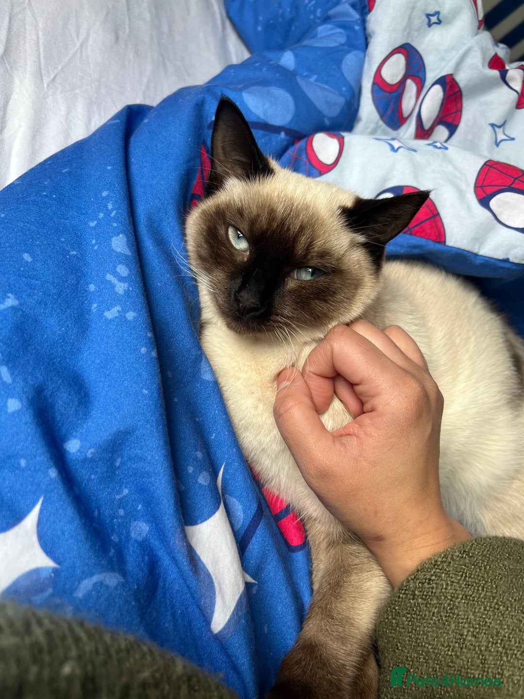 Siamese cats for sale: Ragdoll / Siamese Cat - Advert 7