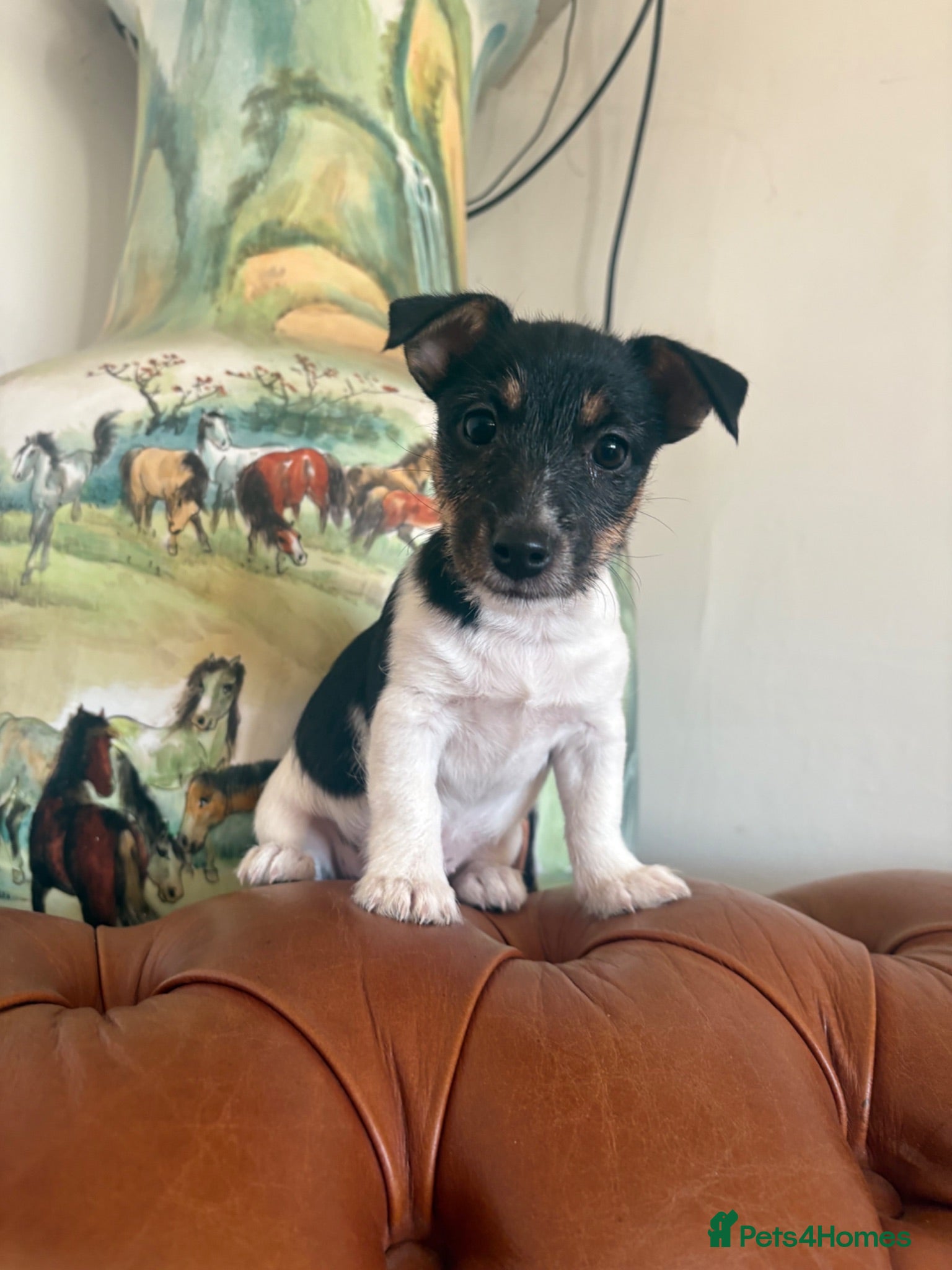 Jack Russell dogs Last little girl available  - Advert 16