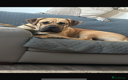 Presa Canario dogs for sale: Full Pedigree Presa Canario boy  - Image 2