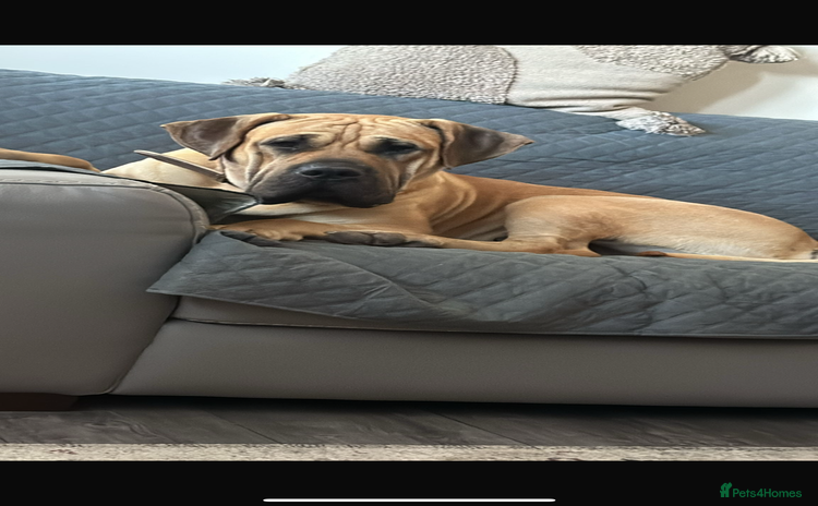 Presa Canario dogs - Advert 11