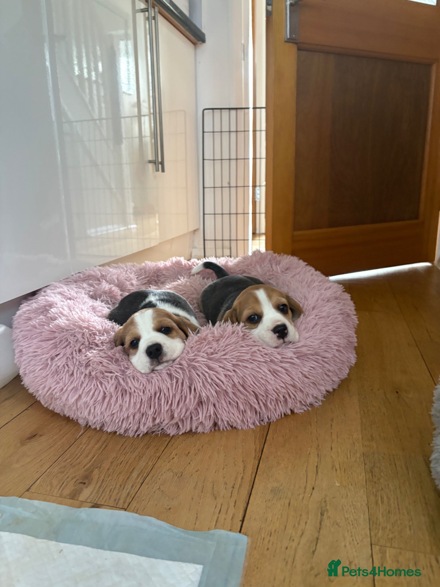 Beagle dogs Exceptional Breed Beagle Puppies - Advert 1