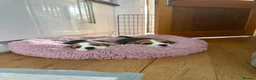 Beagle dogs for sale: Exceptional Breed Beagle Puppies - Advert 1