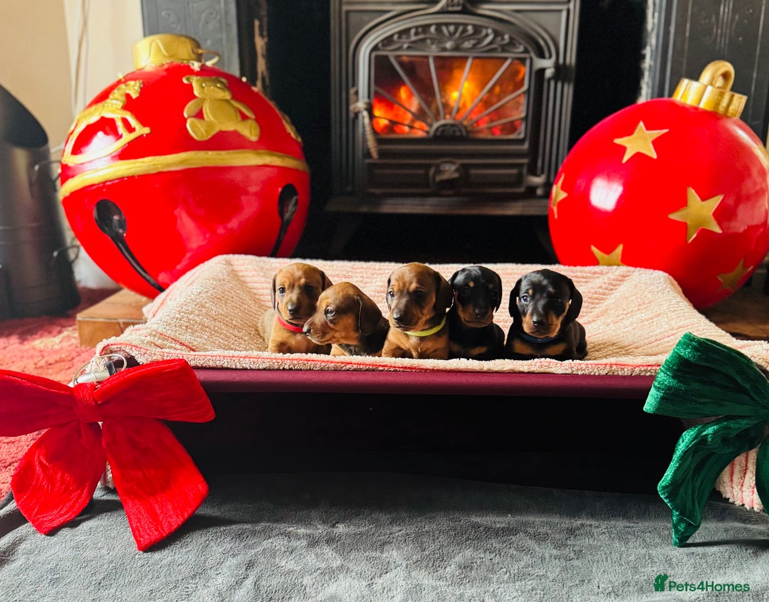 Miniature Dachshund dogs for sale: 1 dog left! Ready now. KC reg - Advert 6