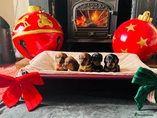 Miniature Dachshund dogs Adorable KC Reg smooth coated mini Dachshunds - Advert 3