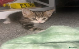 Mixed Breed cats for sale: kittens  - Image 3