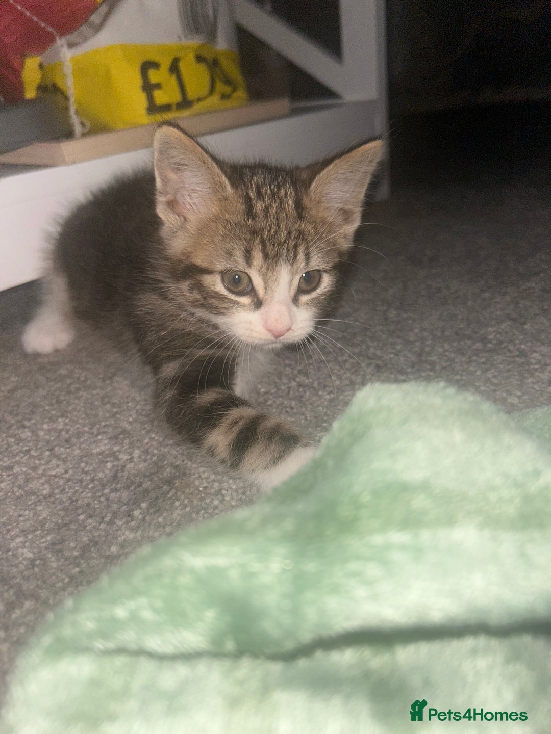 Mixed Breed cats for sale: kittens  - Image 3