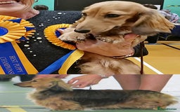Miniature Dachshund dogs for sale: Top Show Quality KC Miniature Dachshund Puppies - Image 13