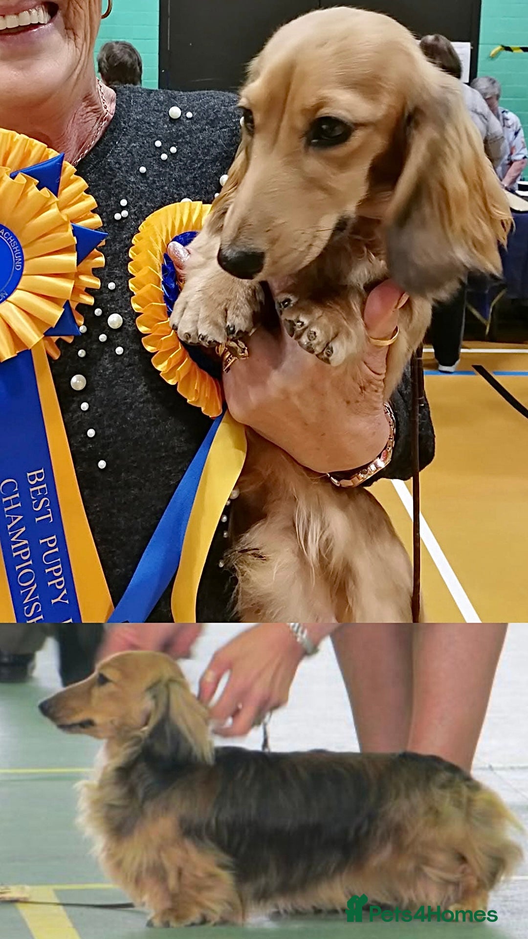 Miniature Dachshund dogs for sale: Top Show Quality KC Miniature Dachshund Puppies - Image 13
