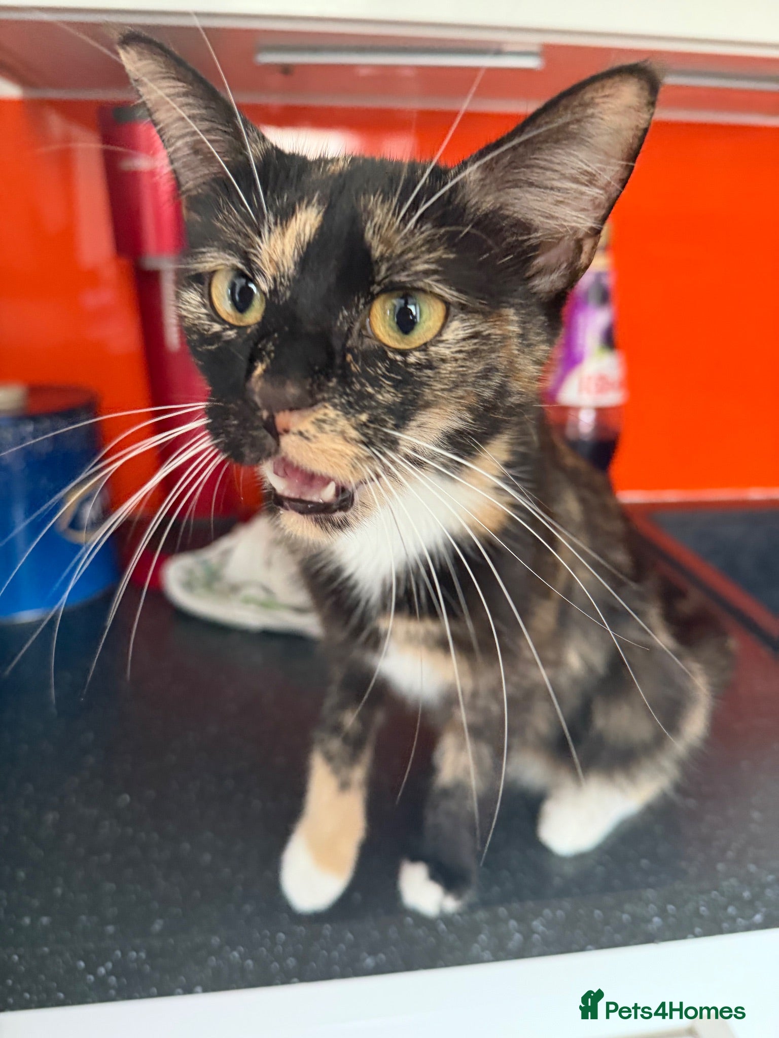 Mixed Breed cats Tabby Kittens looking for there forever home - Advert 8