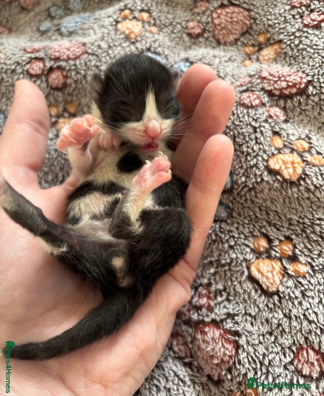 Mixed Breed cats for sale: Beautiful kittens for sale 🥰 - Advert 19