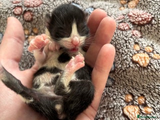 Mixed Breed cats Beautiful kittens for sale 🥰 - Advert 15