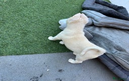 Akita dogs for sale: Beautiful Akita girl puppy for sale  - Image 10