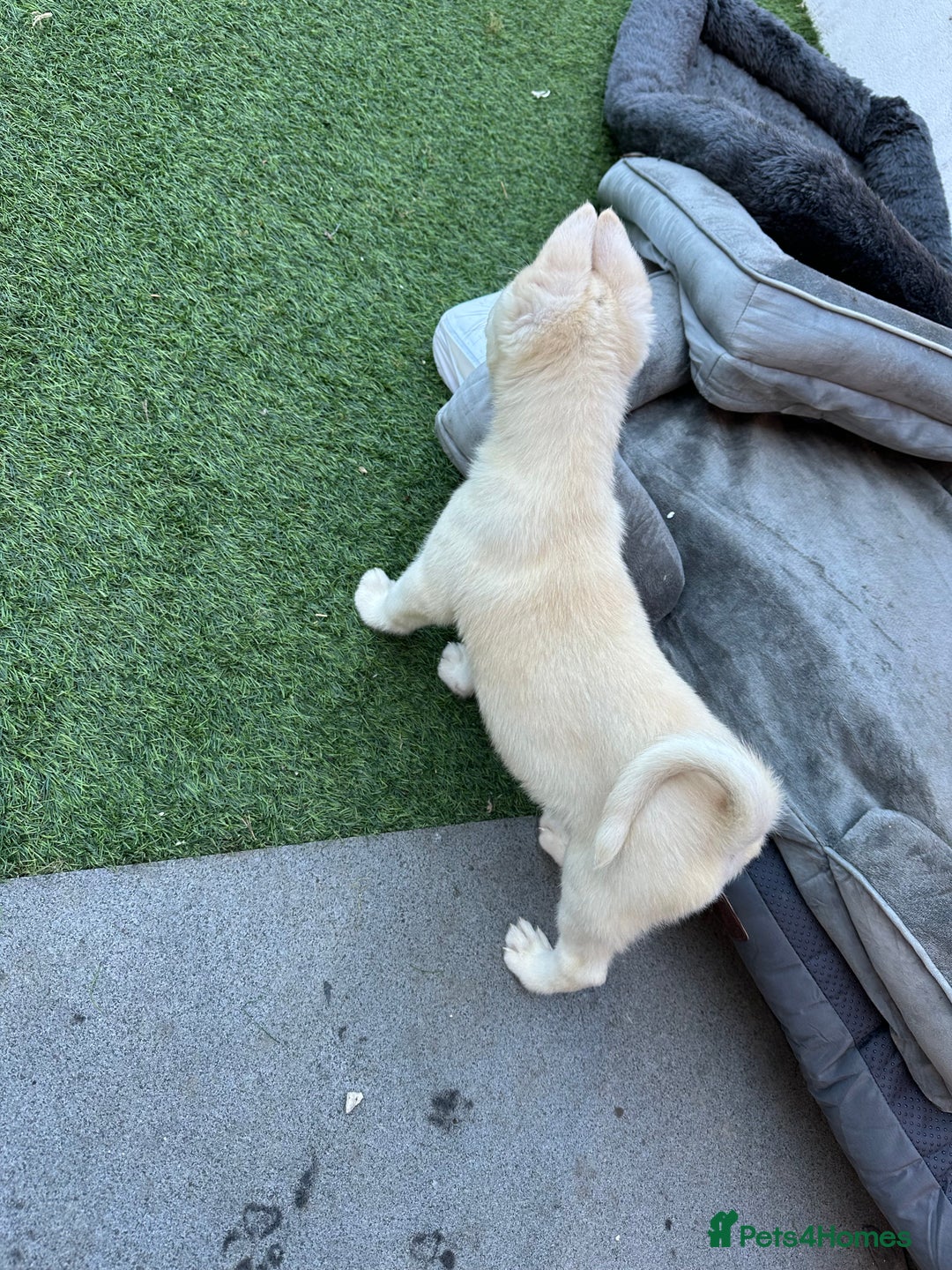 Akita dogs for sale: Beautiful Akita girl puppy for sale  - Image 10