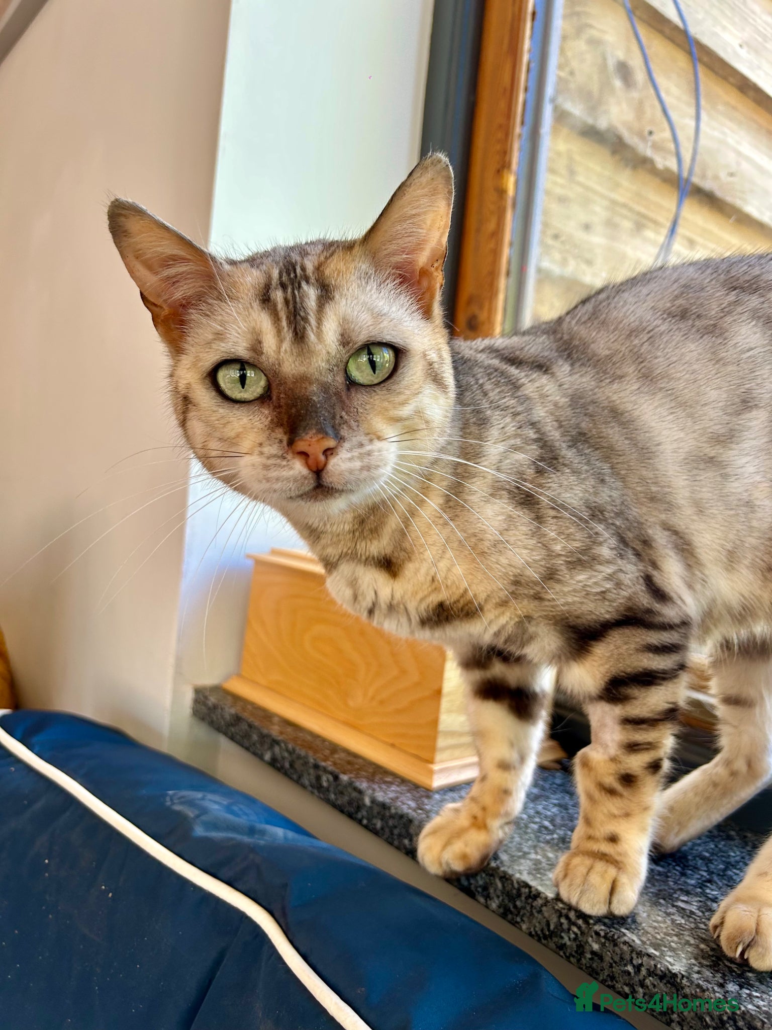 Bengal cats Beautiful silver neutered female - Advert 2