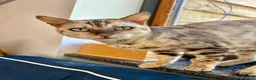 Bengal cats for sale: Beautiful silver neutered female - Advert 1
