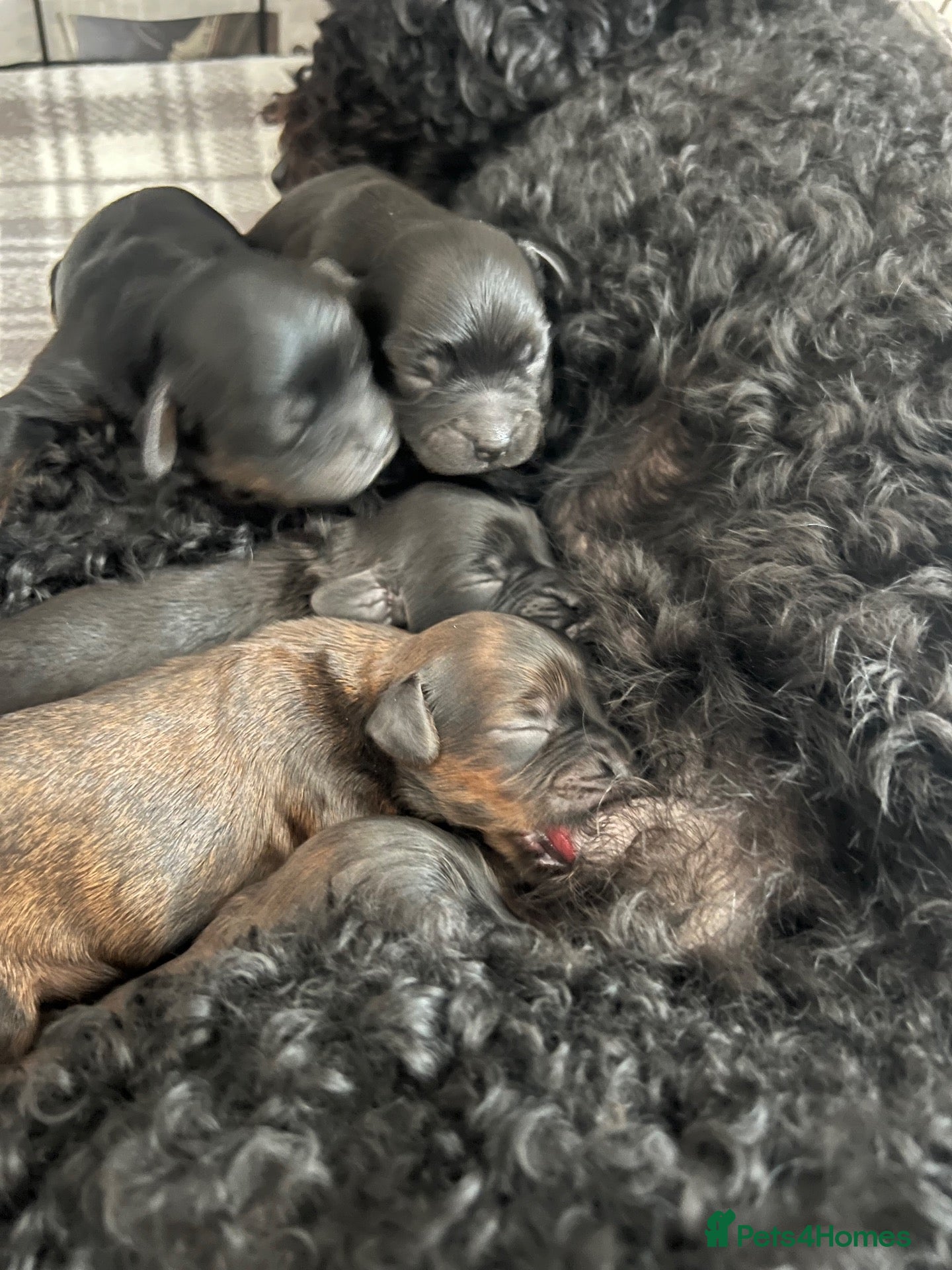 Cavapoo dogs Cavapoo puppies  - Advert 1