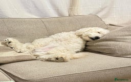 Cockapoo dogs for sale: Cockpoo - Image 6