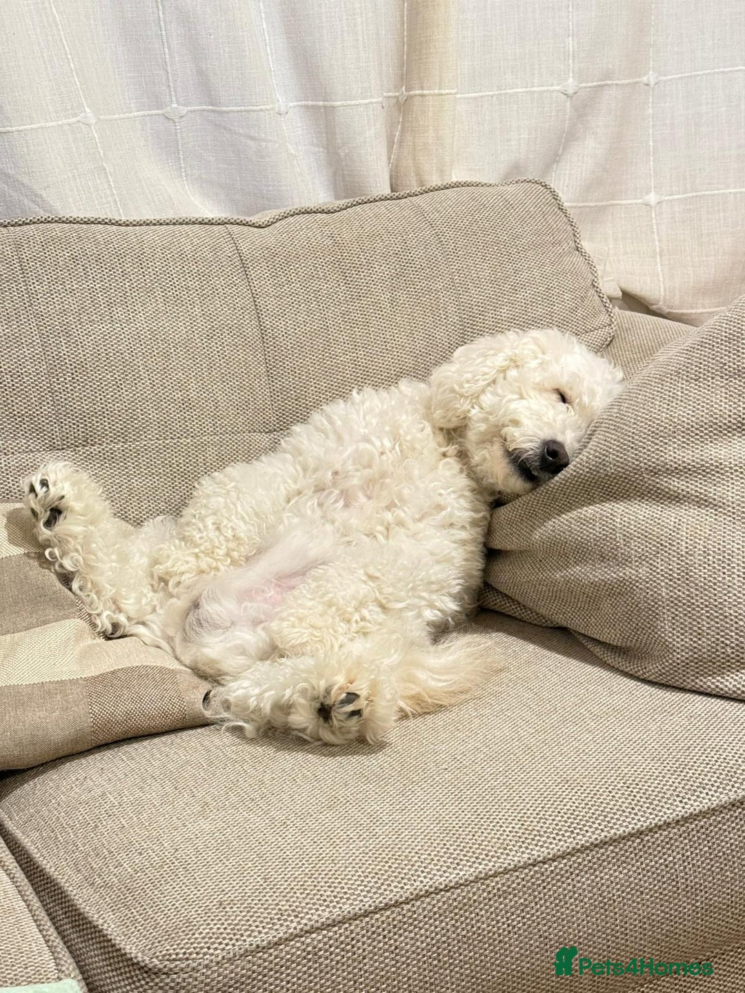Cockapoo dogs for sale: Cockpoo - Image 6