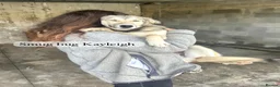 Mixed Breed dogs for adoption: Kayleigh, 1 yr approx. Available for adoption. - Advert 19