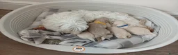 Maltipoo dogs for sale: Maltipoo puppies - Advert 3