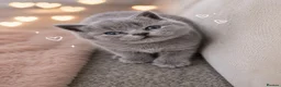 British Shorthair cats for sale: 3 beautiful british shorthair kittens - Advert 6